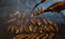 Fischerfeste am Freitag