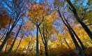 8. JAHRESTAG DER AUFNAHME DER BUCHENWÄLDER DES NATIONALPARKS PAKLENICA IN DIE UNESCO-WELTERBELISTE