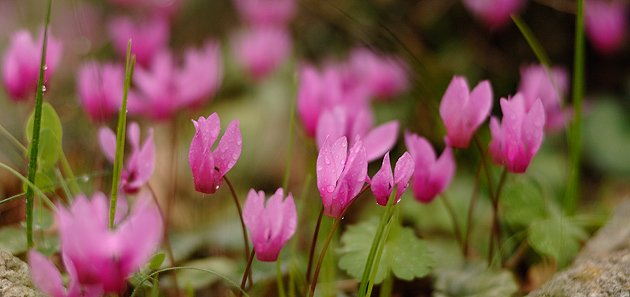 Flora i fauna